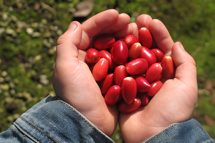 Snack Keripik Kulit Melinjo yang Bermanfaat Untuk Kesehatan
