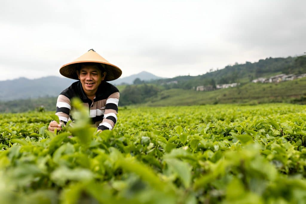 petani teh di kulon progo